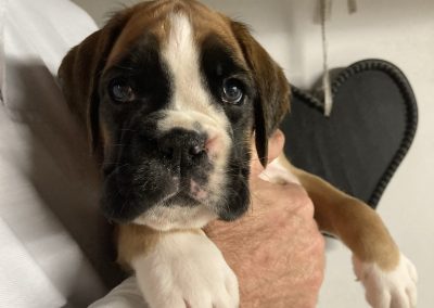 Boxer pups