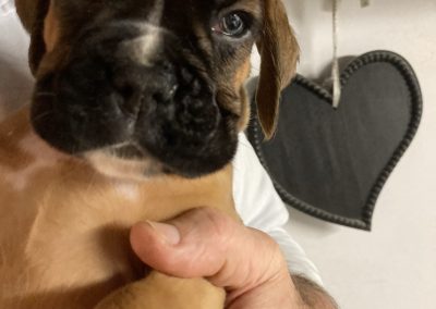 Boxer pups