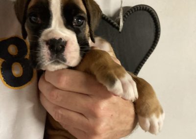 Boxer pups