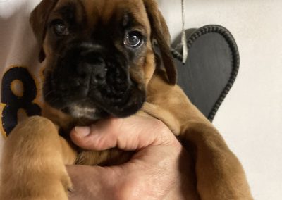 Boxer pups