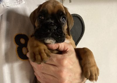 Boxer pups
